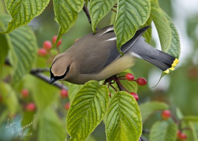 Cedar Waxwing