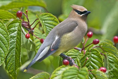 Cedar Waxwing