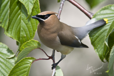 Cedar Waxwing