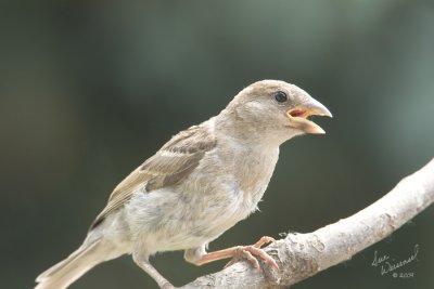 An Overly Warm Bird