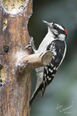 Hairy Woodpecker