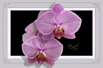 Orchids For You