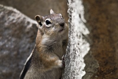 Oh Boy, I Think I See Somebody With Some Sunflower Seeds