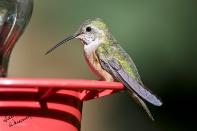 Female Ruby Throat?
