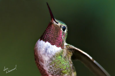 Broad-tailed Hummingbird
