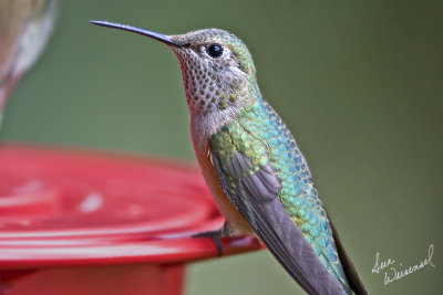Hummer