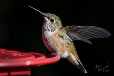 Hummer In Morning Sunlight