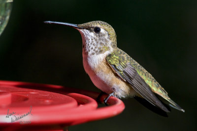 Hummingbird
