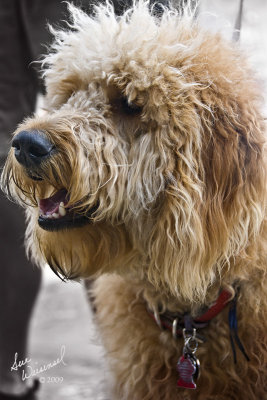 Labradoodle