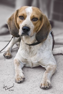 Forlorn Beagle
