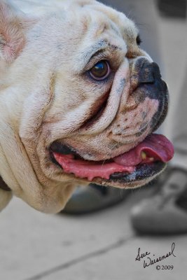 Baxter Butterbean