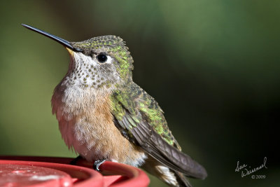 Hummingbird
