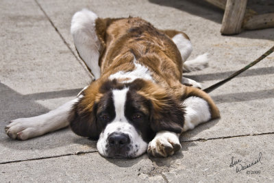 Tuckered