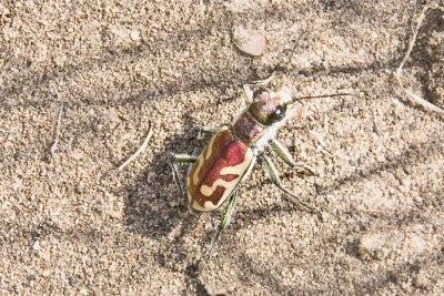 Sand Dunes Critter