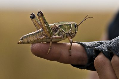 Just Another Friendly Locust