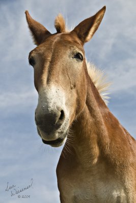 A Mule Named Dan