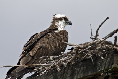 Osprey
