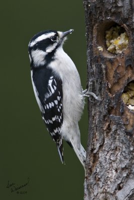 Downy Woodpecker, Female