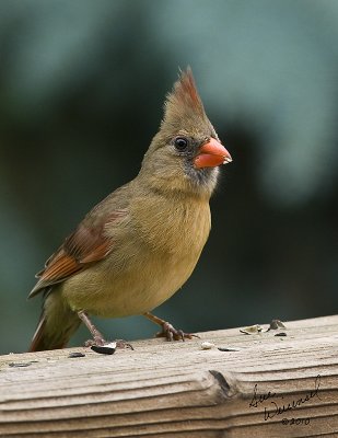 Female Cardinal