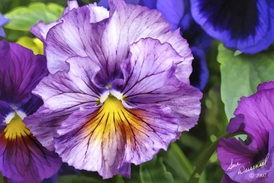 Painted Pansy