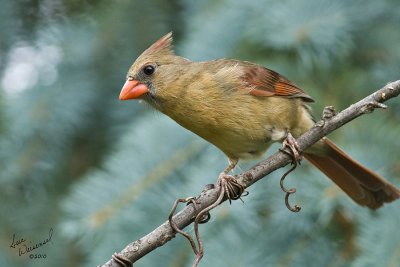 Female Cardinal