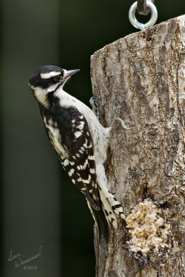 Downy Juvenile