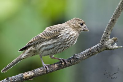 Female House Finch