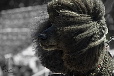 This Wind Is Absolutely Ruining My Hairdo