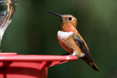 Rufus Hummingbird