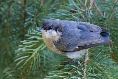 Mountain Bluebird?