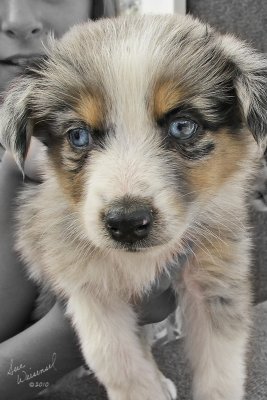 Pretty Pup