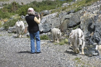 Mary And The Goats