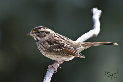 Sparrow