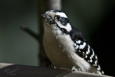 Downy Woodpecker