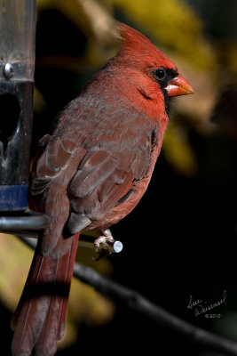 Cardinal