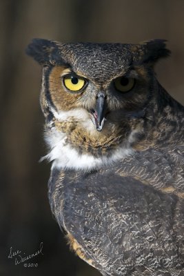 Great Horned Owl