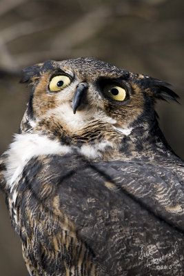 Great Horned Owl