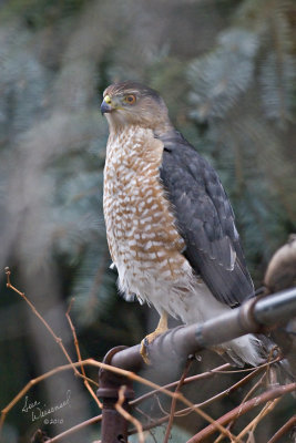 Hawk