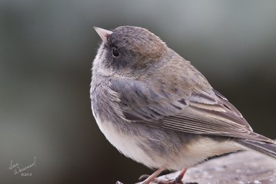 Junco