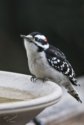 Downy Woodpecker