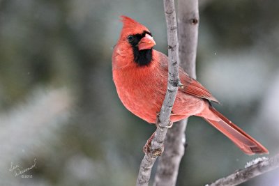 Cardinal