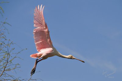Roseate Spoonbill
