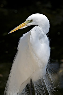 Great Egret In Mating Plumage