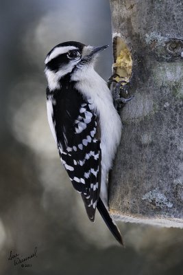 Female Downy or Hairy...?