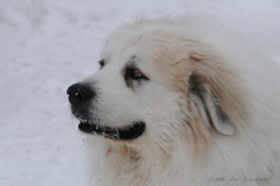Great Pyrenees
