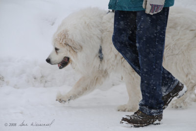 A Winter's Walk