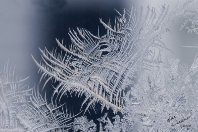A Frost Weaving