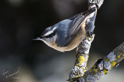 Red-Breasted Nuthatch