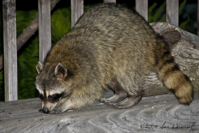A Real Life Bandit