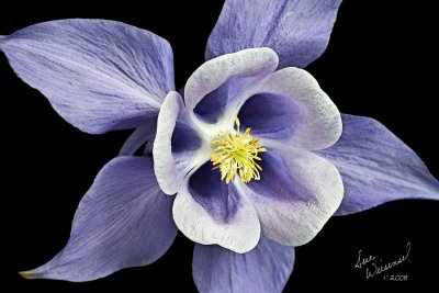 Columbine